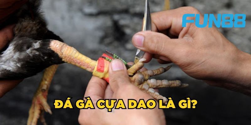 Quy tắc chơi đá gà cựa dao cơ bản là  gì?